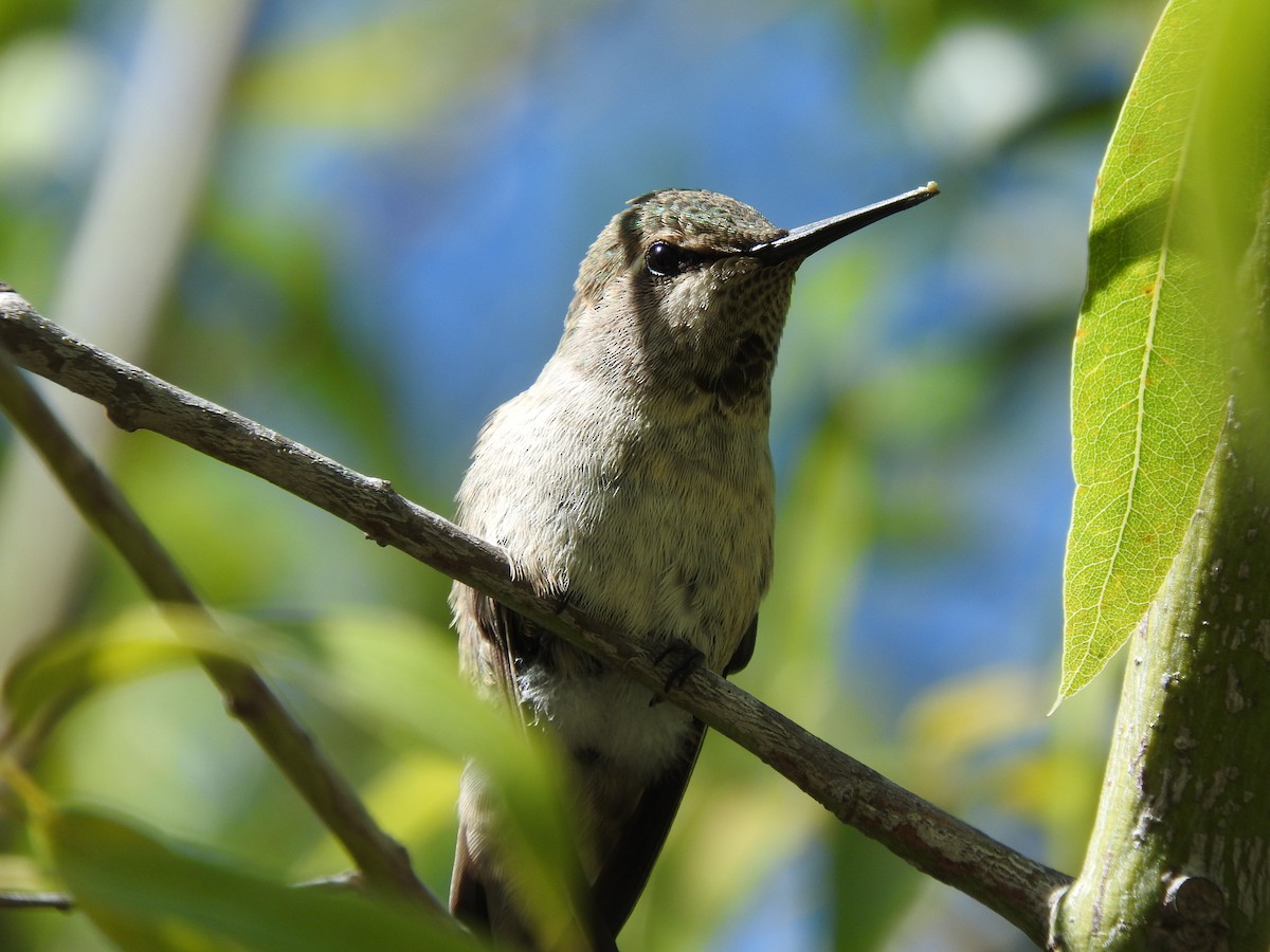 Anna's Hummingbird - ML92047241