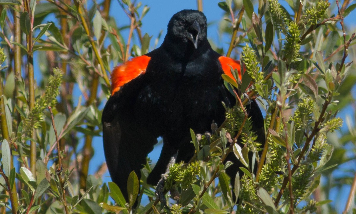 Red-winged Blackbird (California Bicolored) - ML92051881