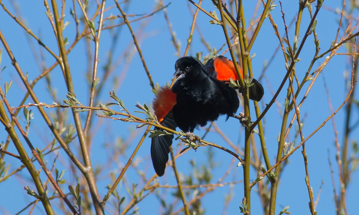 Red-winged Blackbird (California Bicolored) - ML92051891