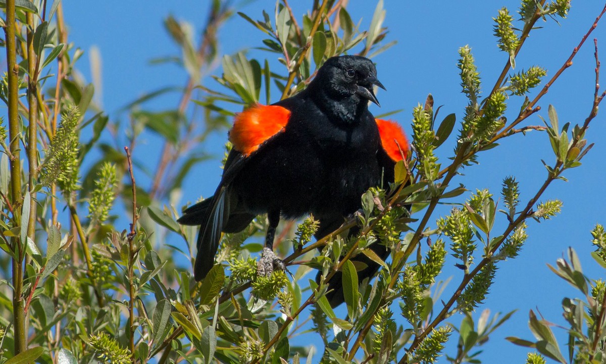 Red-winged Blackbird (California Bicolored) - ML92051901