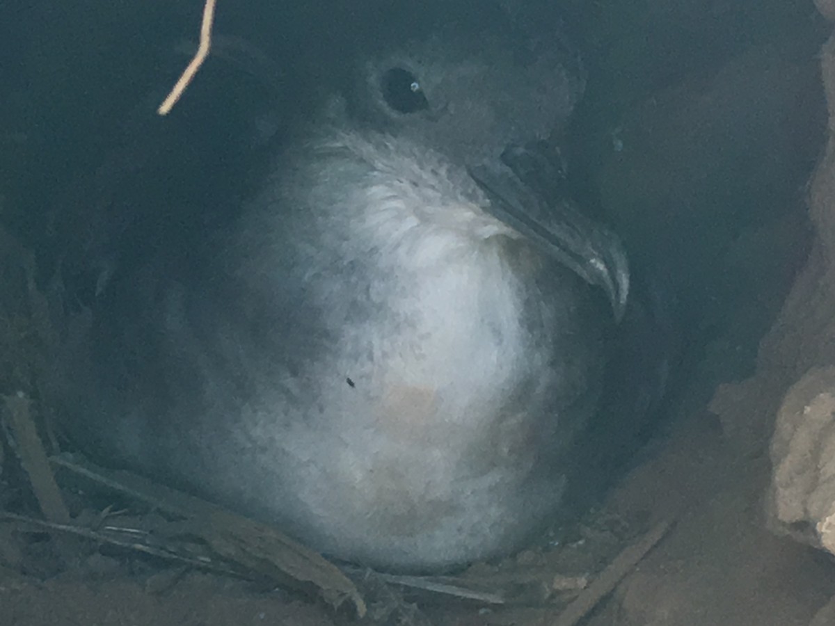 Wedge-tailed Shearwater - Monte Tudor-Long