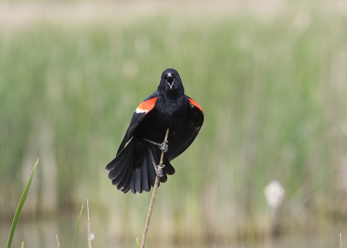 Red-winged Blackbird - Todd Deal