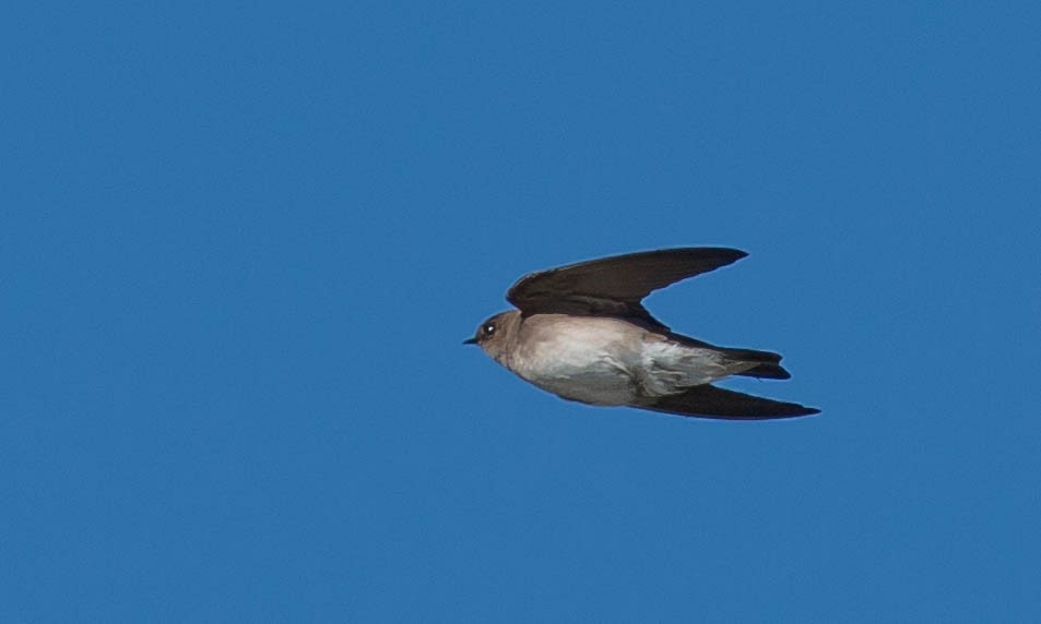 Northern Rough-winged Swallow - ML92053281