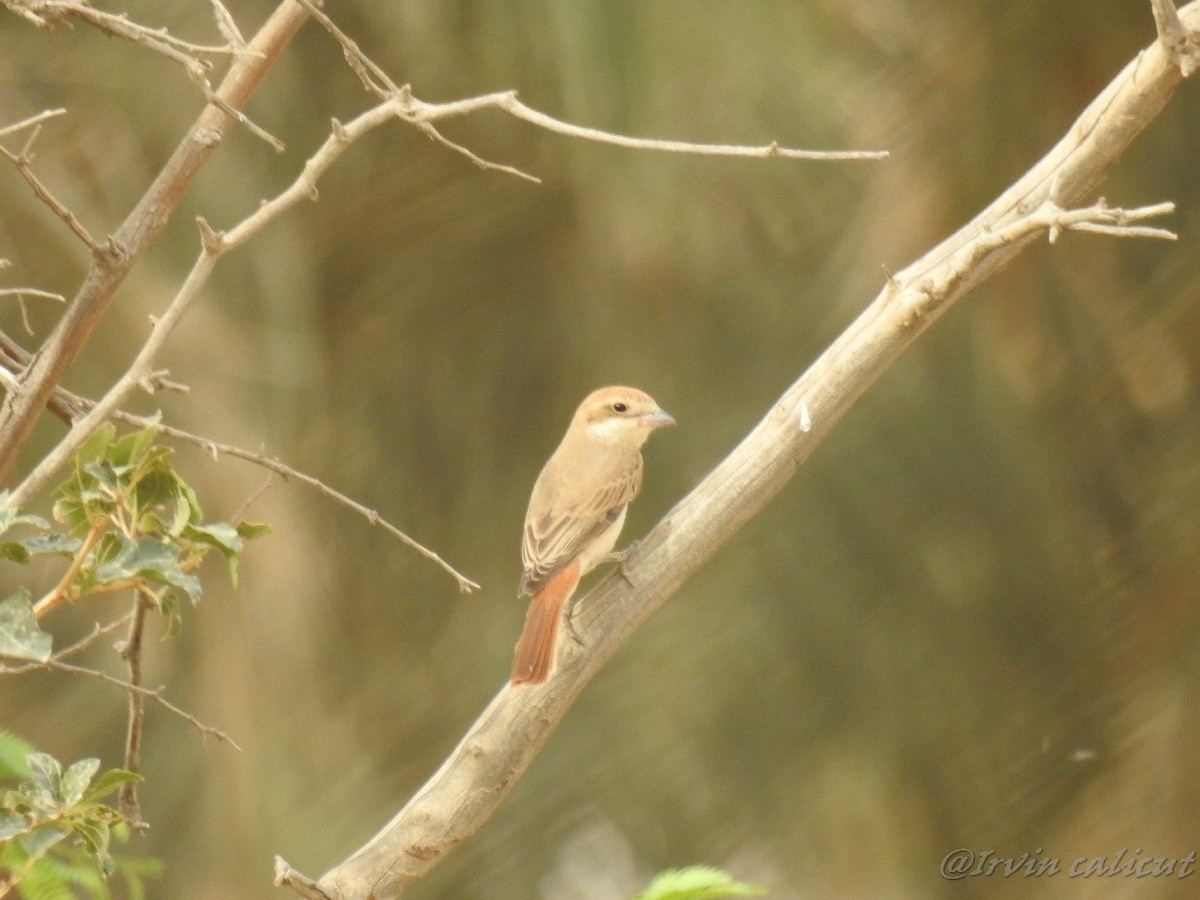 Red-tailed Shrike - Irvin Calicut