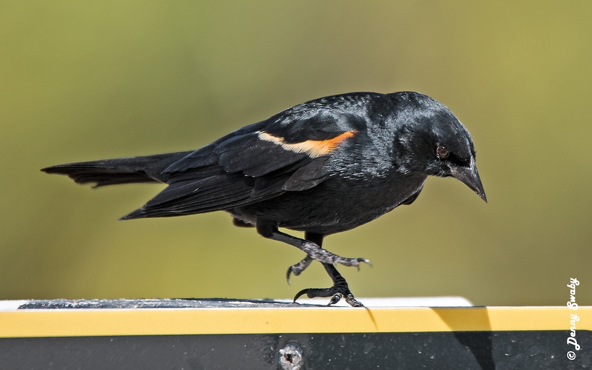 Tawny-shouldered Blackbird - ML92056011