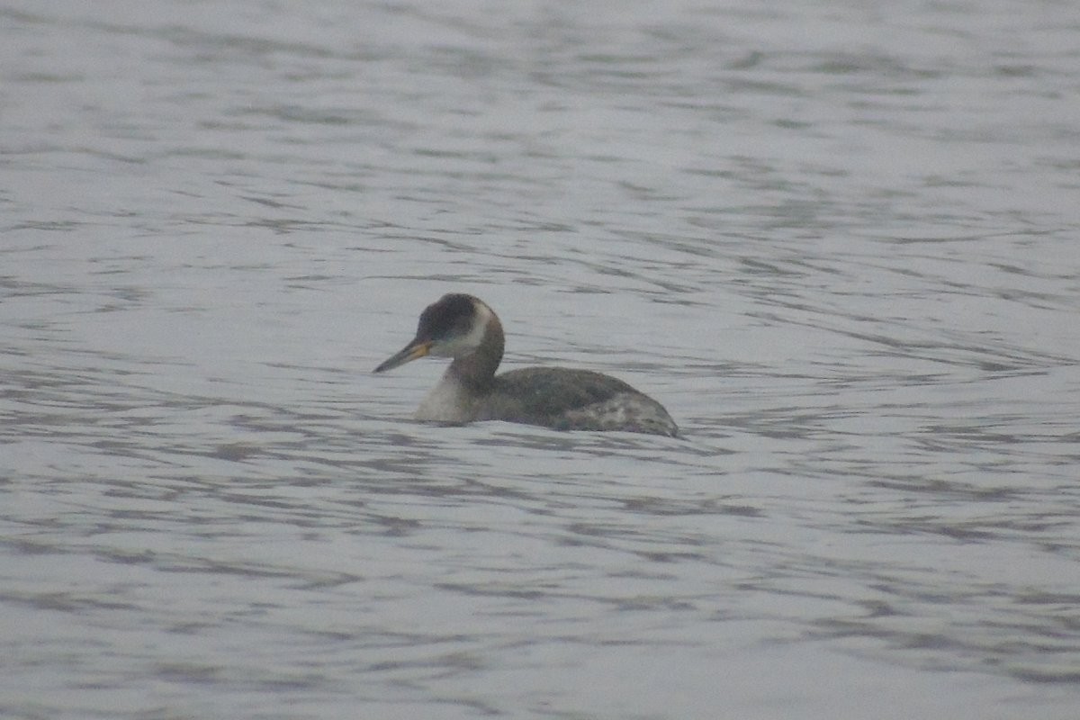 Red-necked Grebe - ML92057691