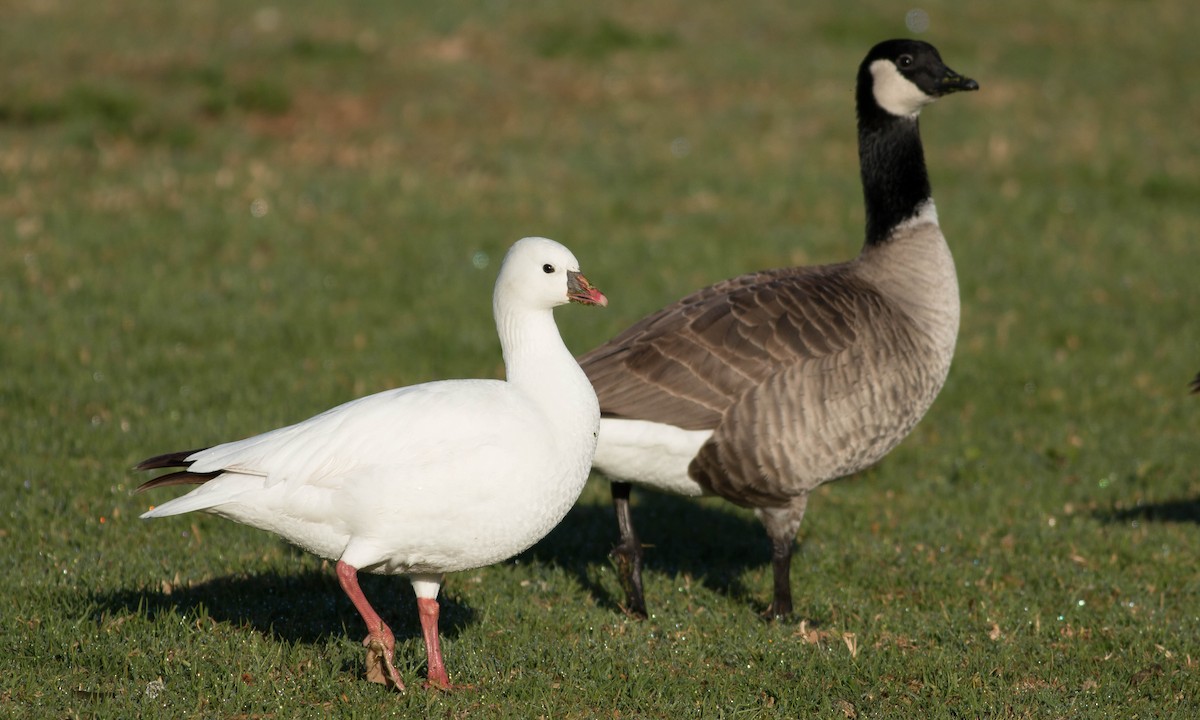 Cackling Goose - Paul Fenwick