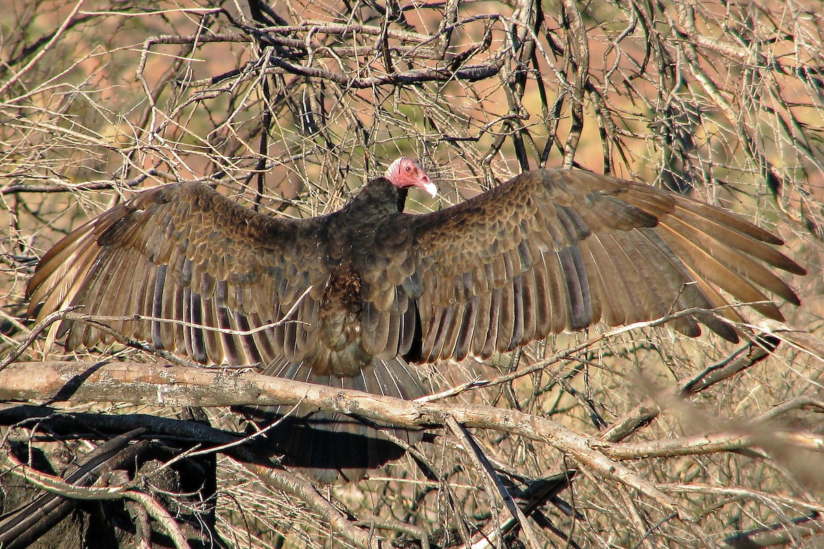 Turkey Vulture - Hugo Hulsberg