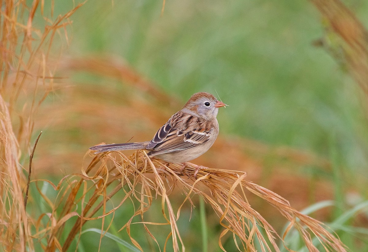 Field Sparrow - Nathan Farnau