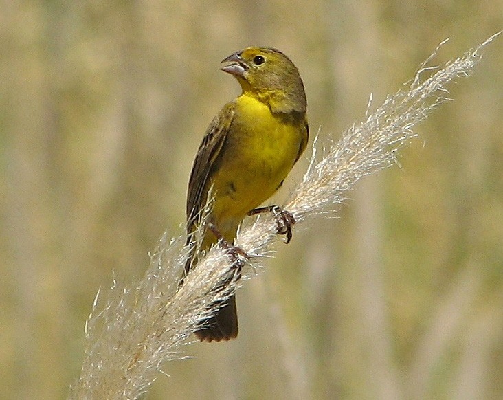 Grassland Yellow-Finch - Hugo Hulsberg