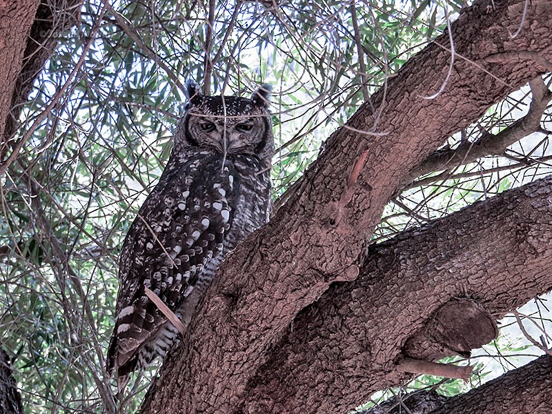 Spotted Eagle-Owl - Joseph Morlan
