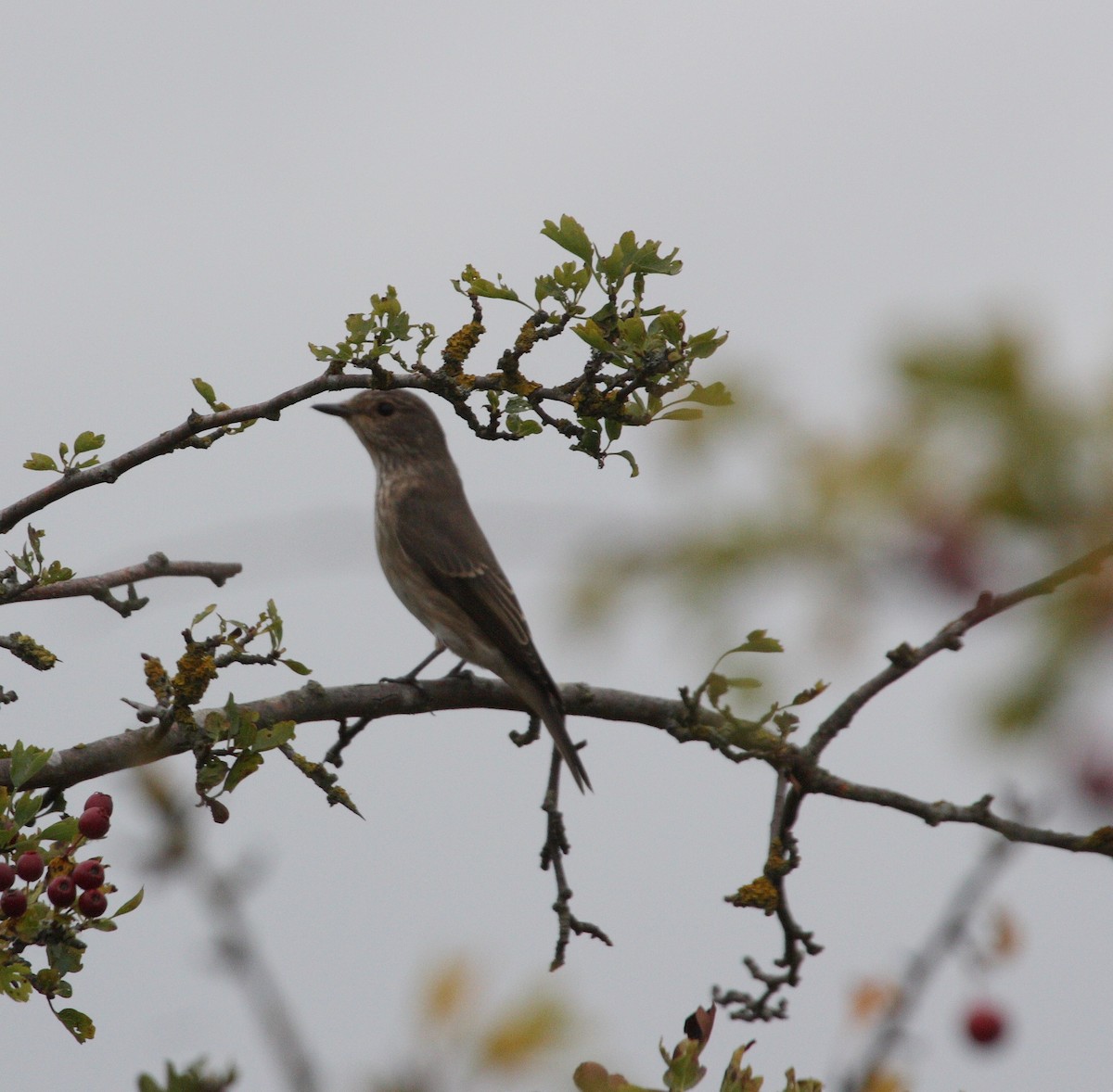 Spotted Flycatcher - Andrew Steele