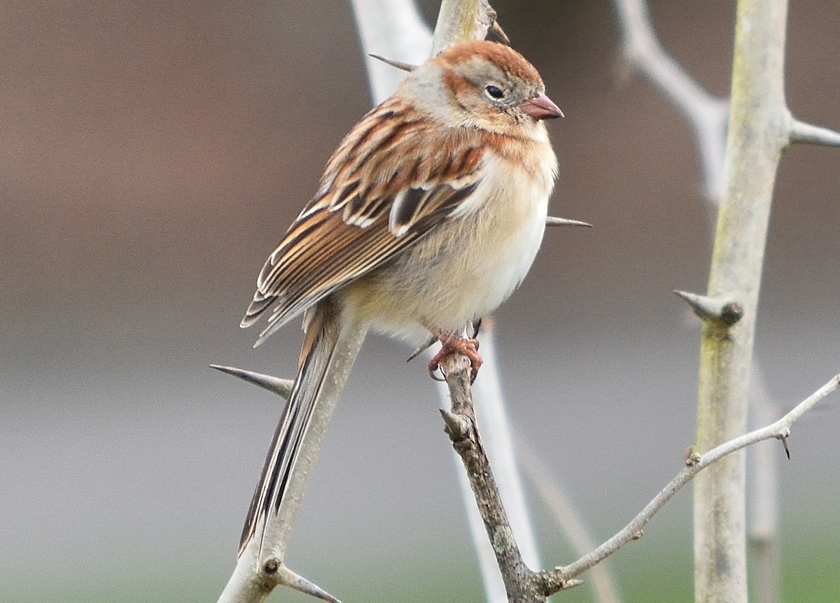 Field Sparrow - Eric Bodker