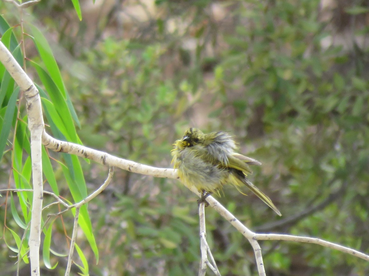 Yellow Honeyeater - jannette and peter manins