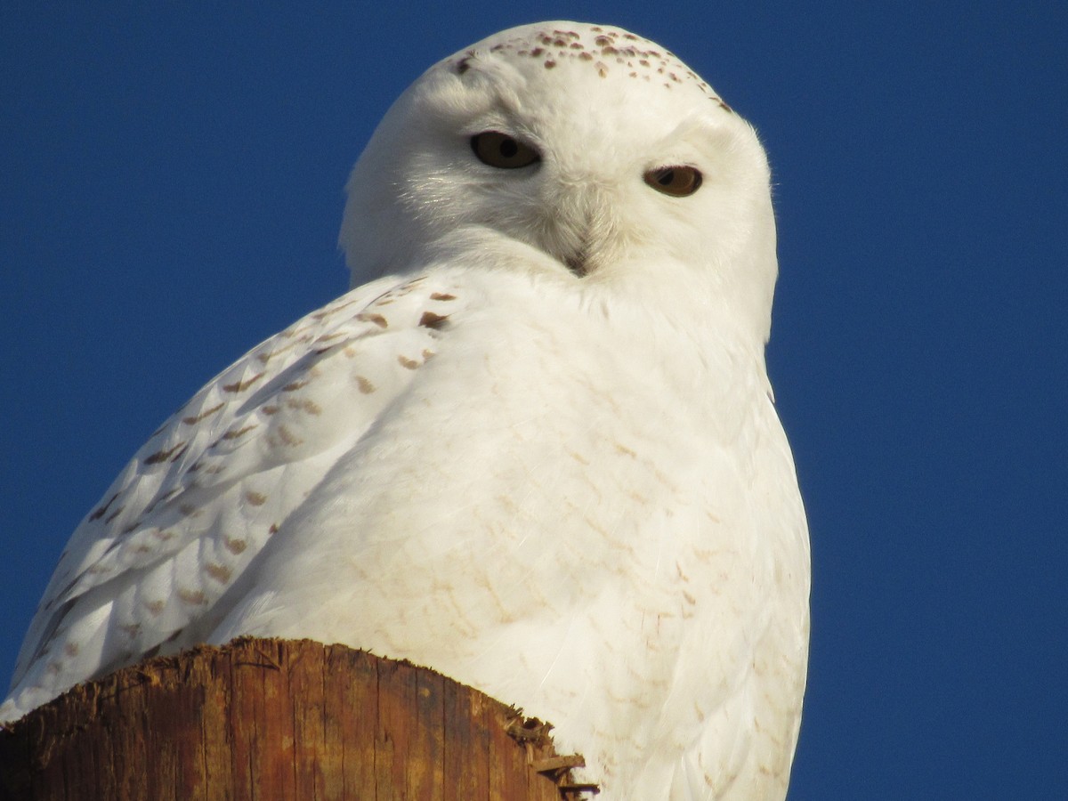 Snowy Owl - ML92080371
