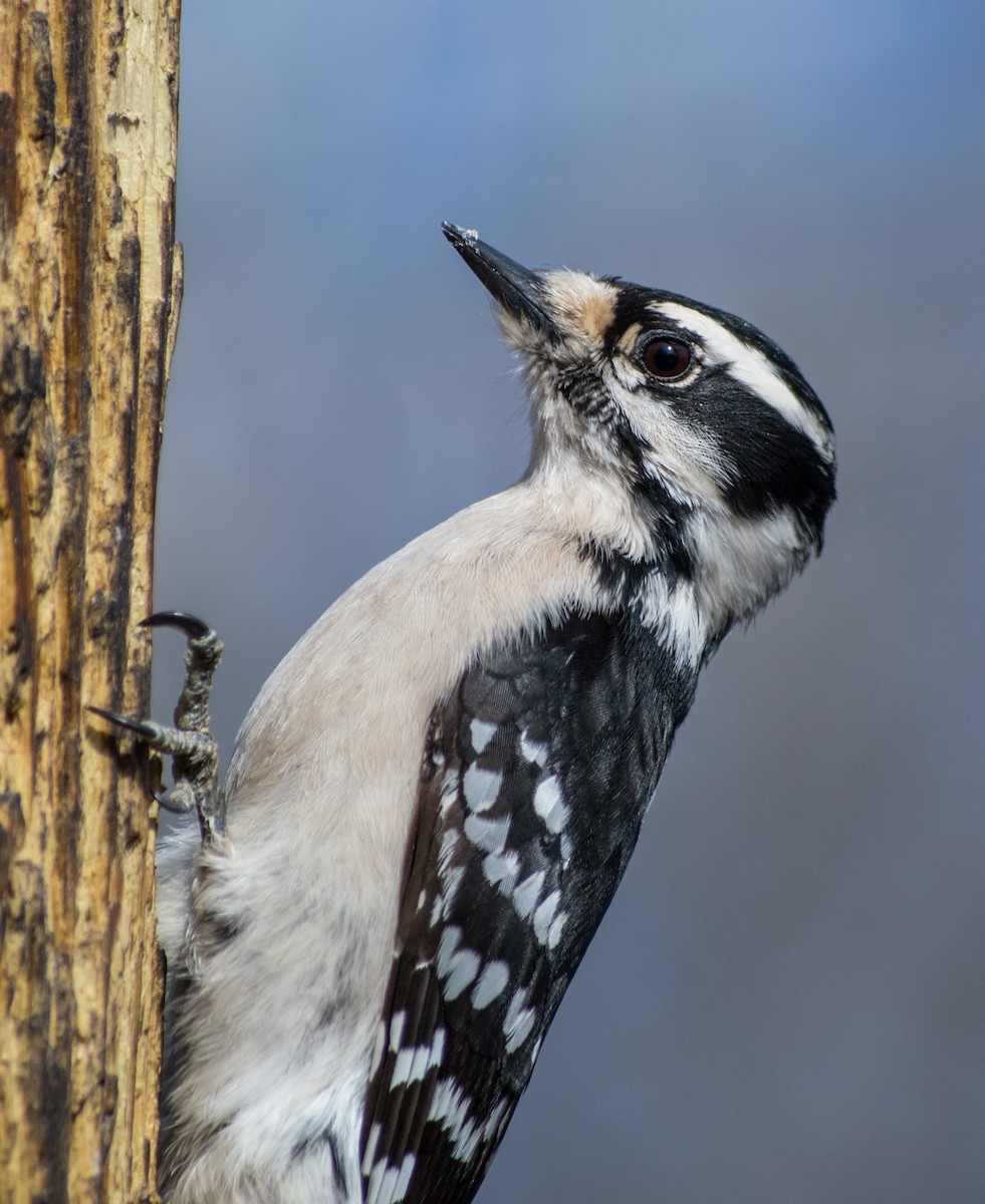 Downy Woodpecker - Moira Maus