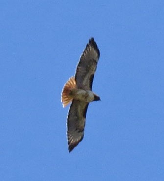 Red-tailed Hawk - ML92081841