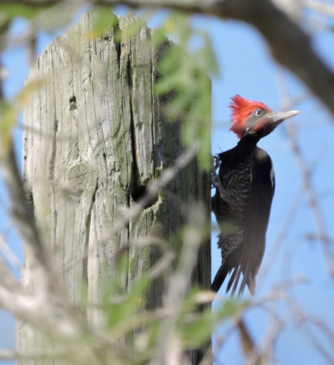 Lineated Woodpecker - Dawn Hewitt