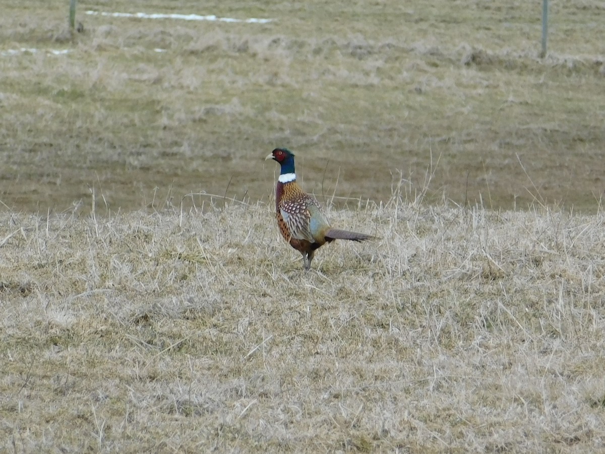 Ring-necked Pheasant - Devin Johnstone