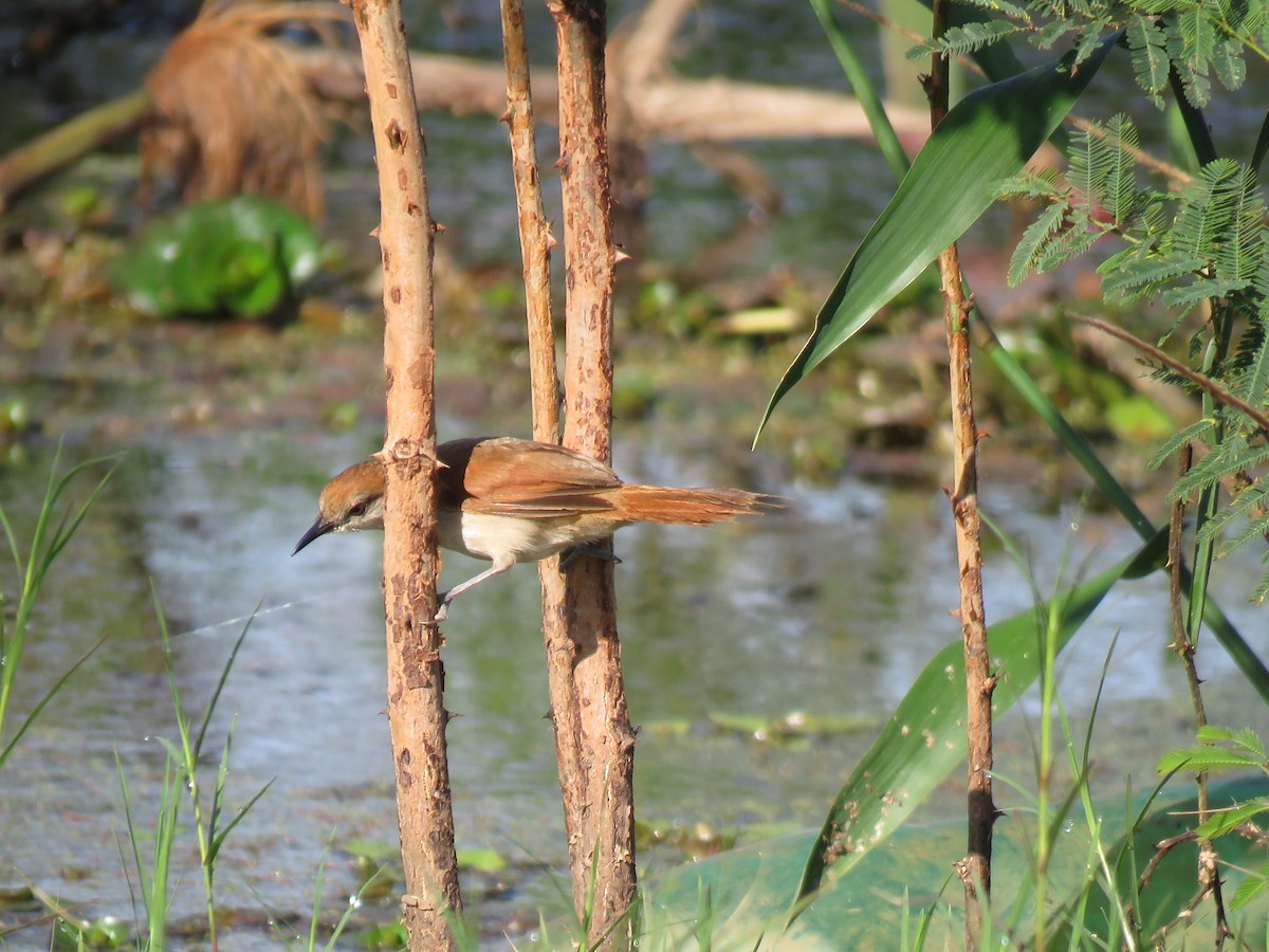 Yellow-chinned Spinetail - Vincent Vos
