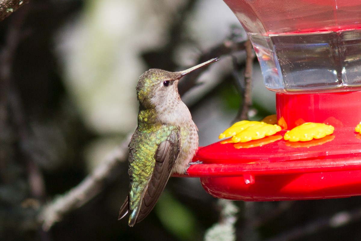 Anna's Hummingbird - Justyn Stahl