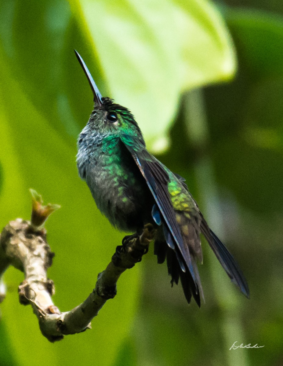 Blue-chested Hummingbird - David Baker
