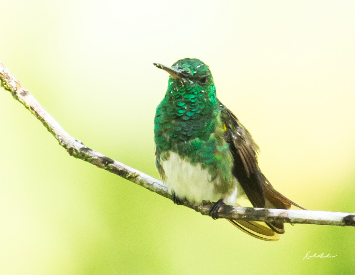 Snowy-bellied Hummingbird - David Baker