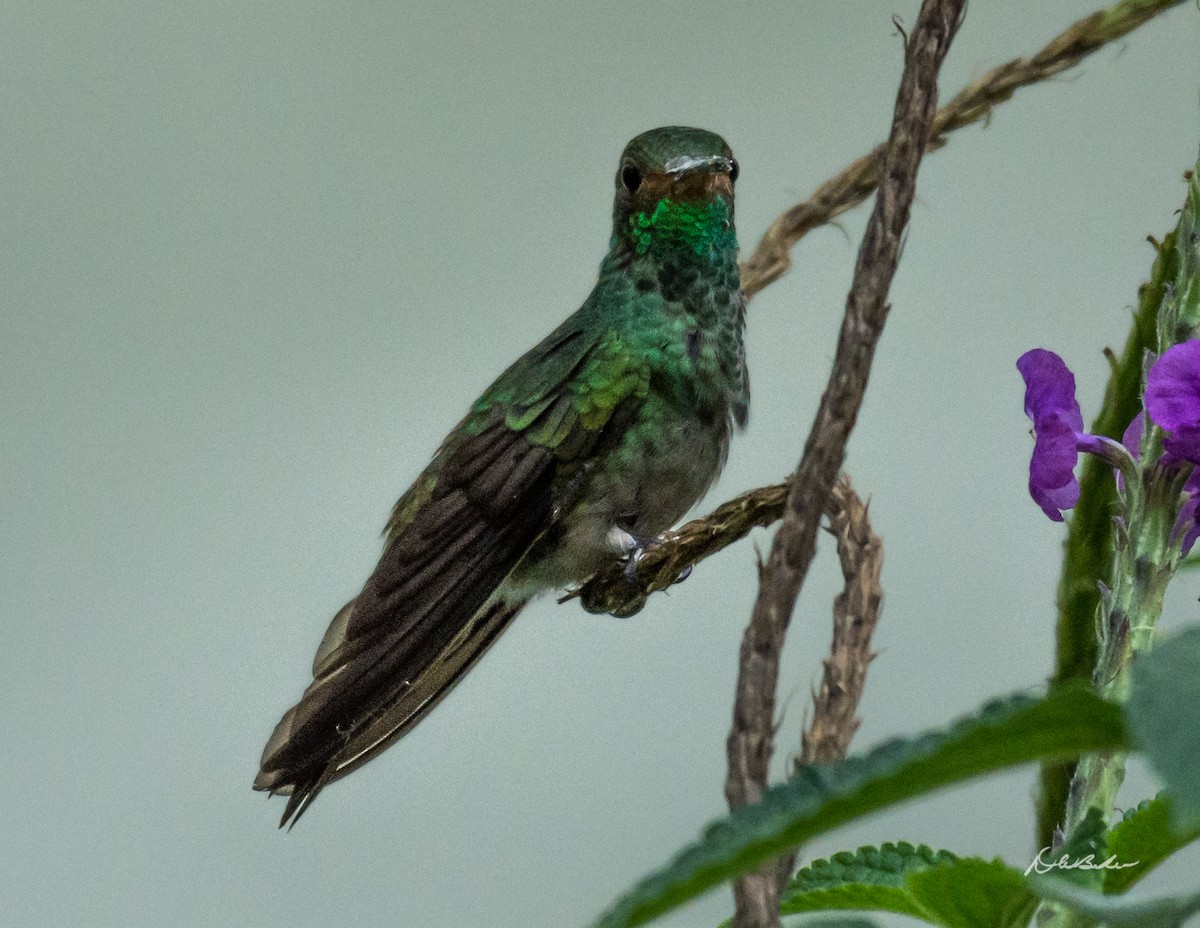 Rufous-tailed Hummingbird - David Baker