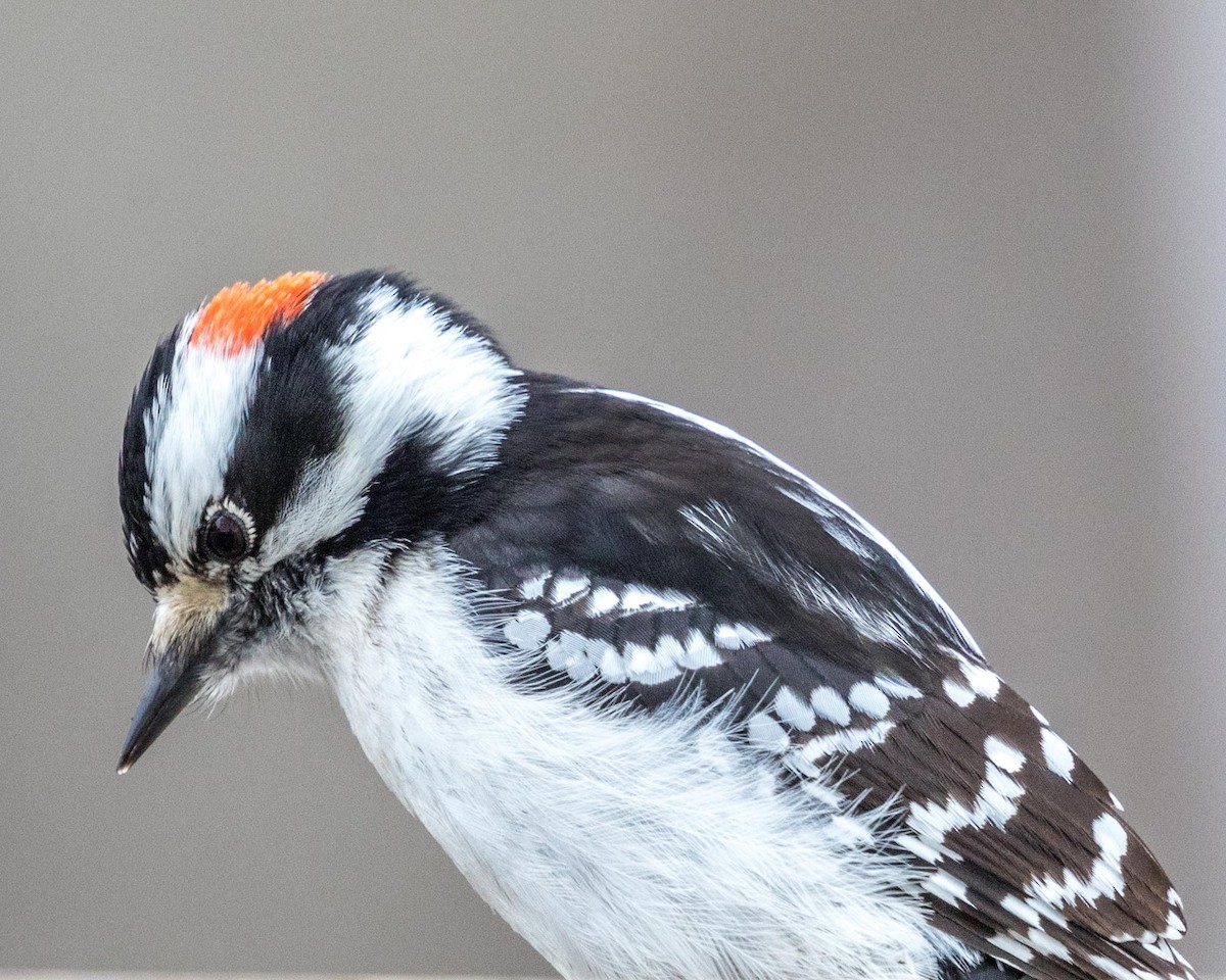 Downy Woodpecker (Eastern) - ML92091871