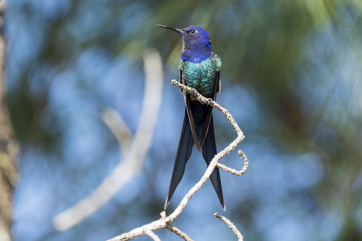 Swallow-tailed Hummingbird - ML92092471