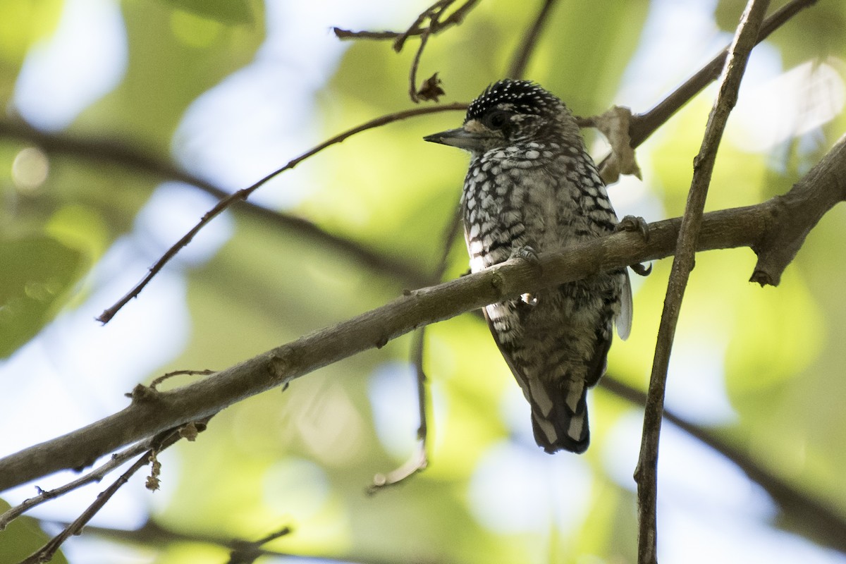 new world piculet sp. - ML92094041