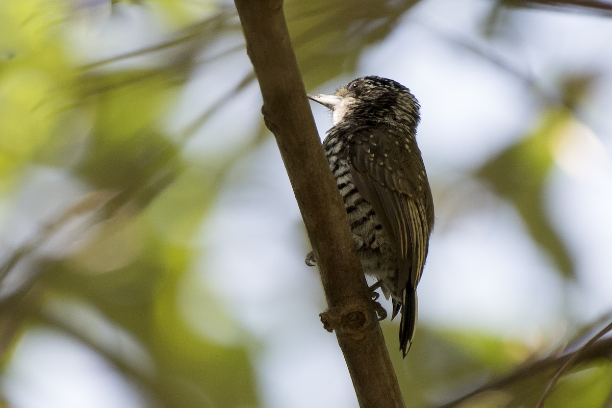 new world piculet sp. - ML92094071