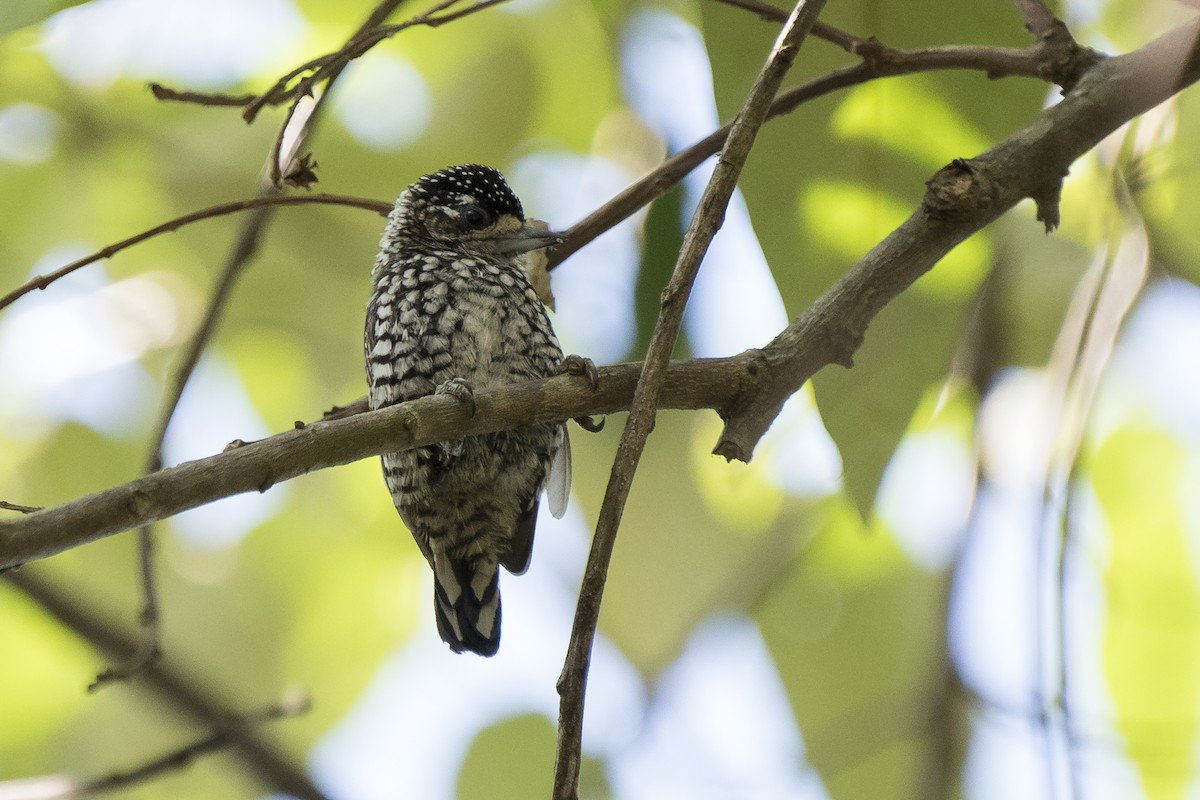 new world piculet sp. - ML92094101