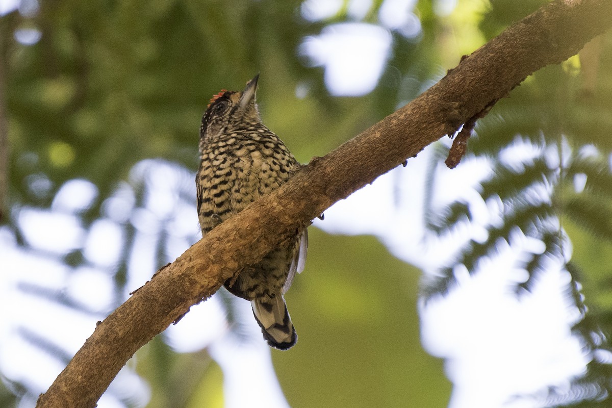 White-wedged Piculet - ML92094591