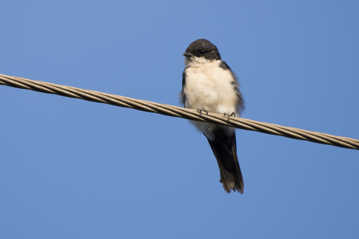 Blue-and-white Swallow - ML92096061