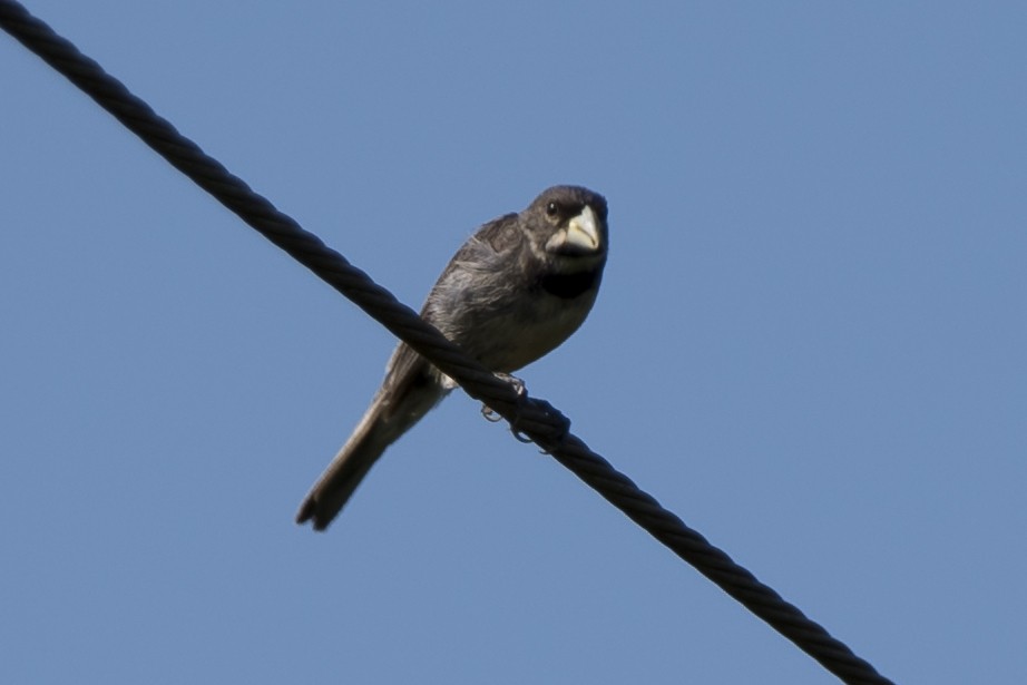 Double-collared Seedeater - ML92096471