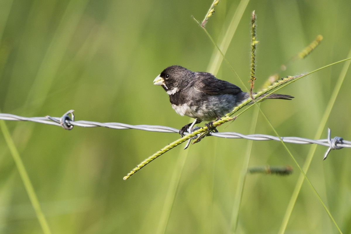 Double-collared Seedeater - ML92096661