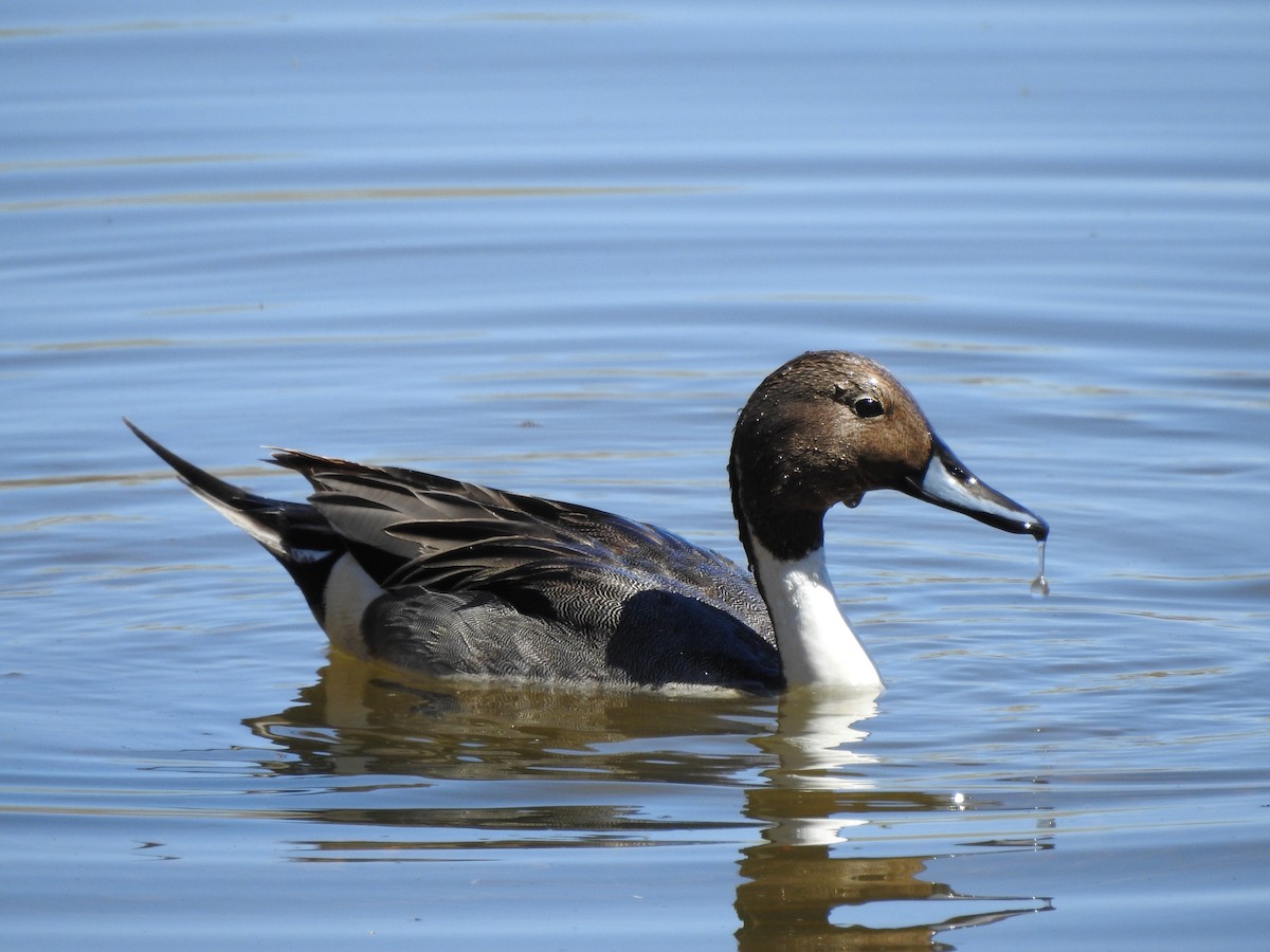 Northern Pintail - Tom Myers