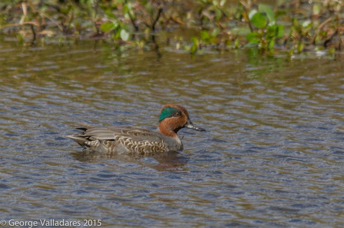 Green-winged Teal - ML92099221