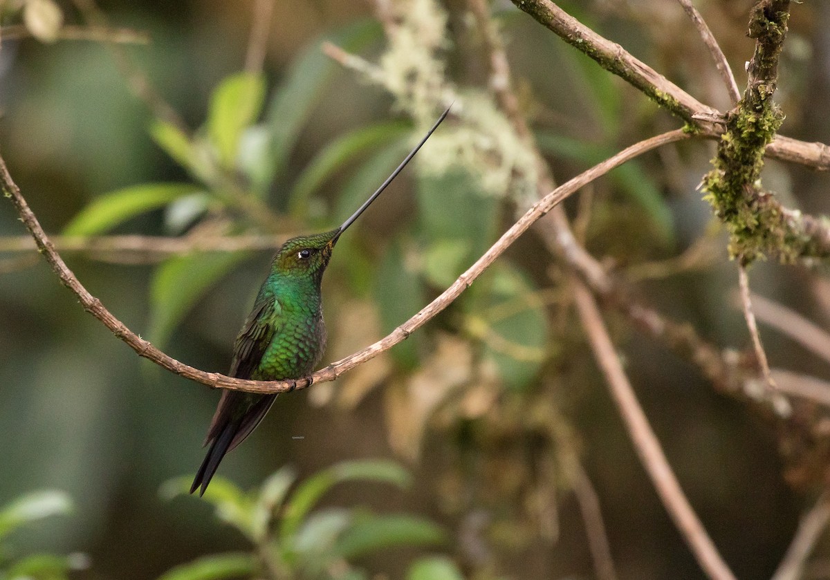 Sword-billed Hummingbird - ML92100251