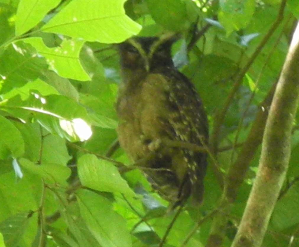 Crested Owl - Harry Colestock