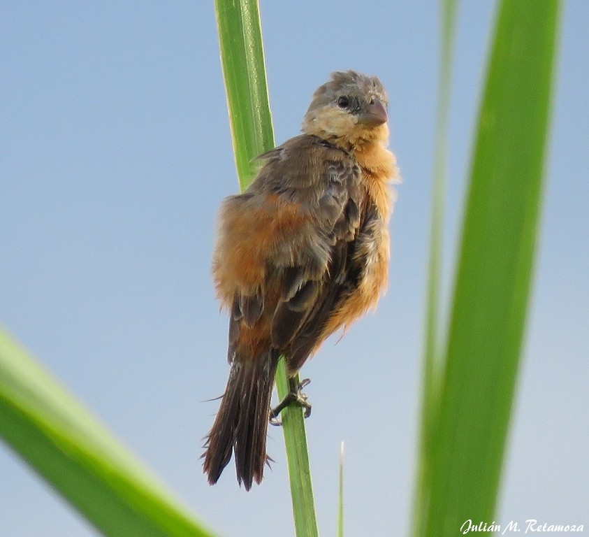 Tawny-bellied Seedeater - ML92101451