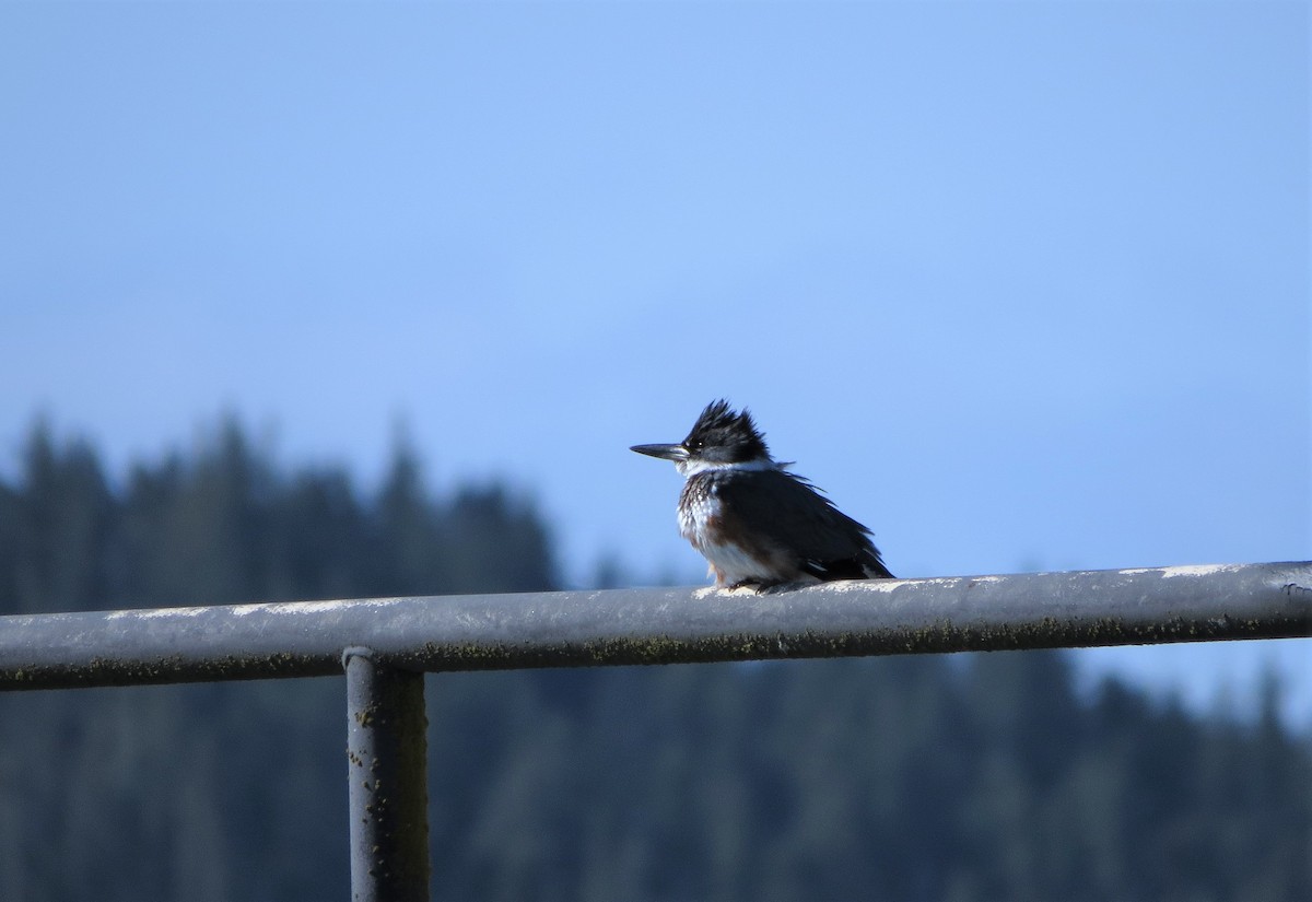 Belted Kingfisher - ML92103521