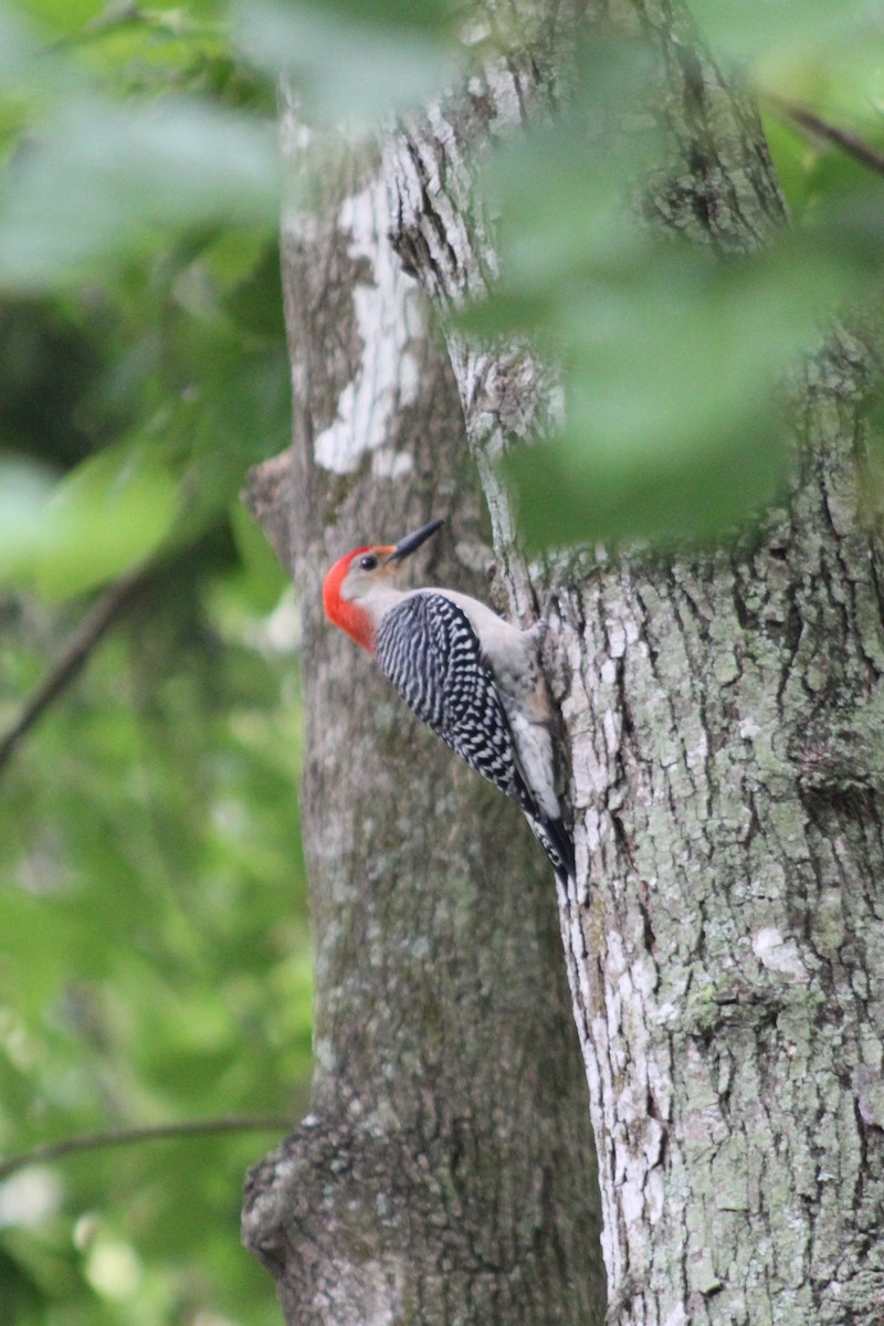 Red-bellied Woodpecker - ML92105801