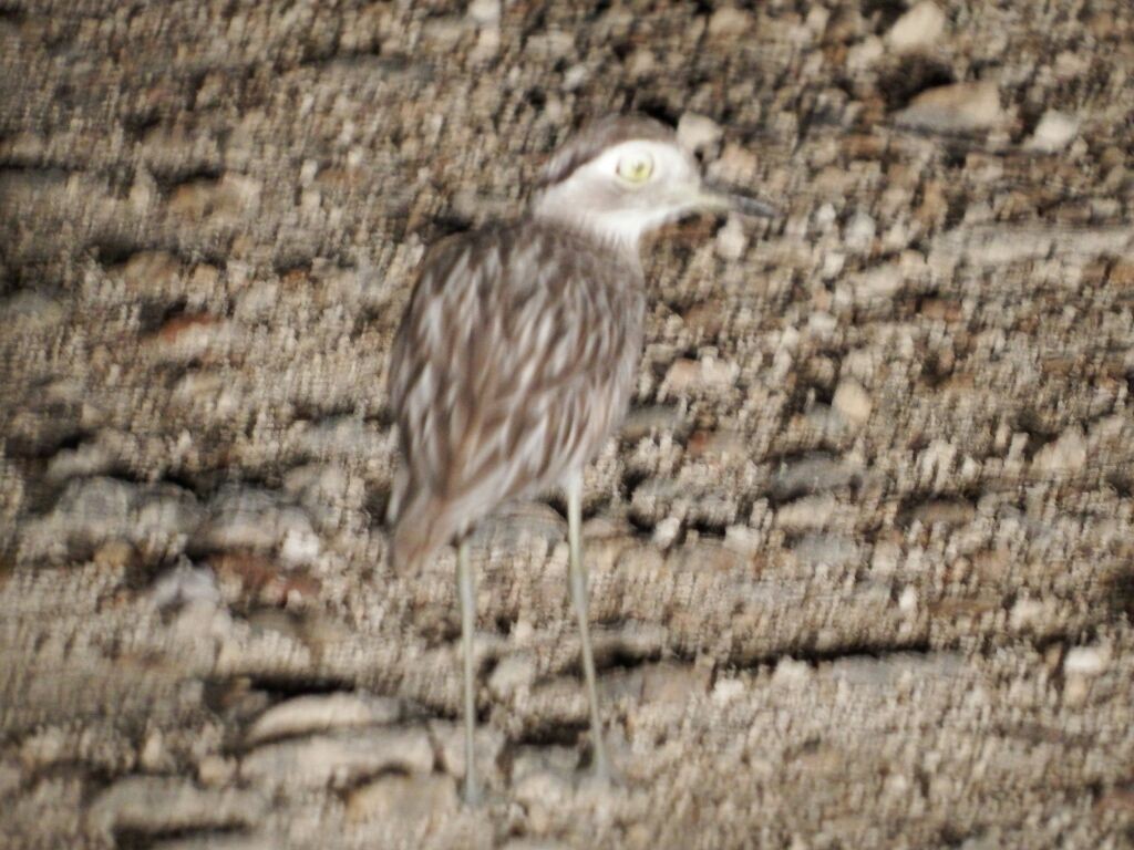 Double-striped Thick-knee - ML92107111