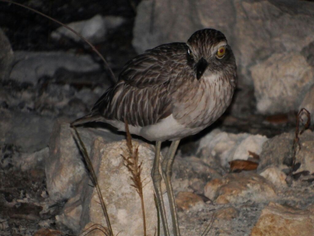 Double-striped Thick-knee - ML92107121
