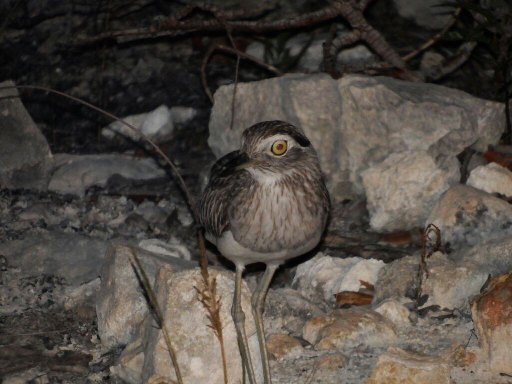 Double-striped Thick-knee - ML92107131