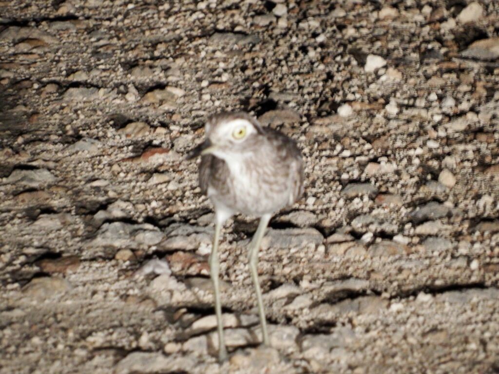 Double-striped Thick-knee - ML92107141
