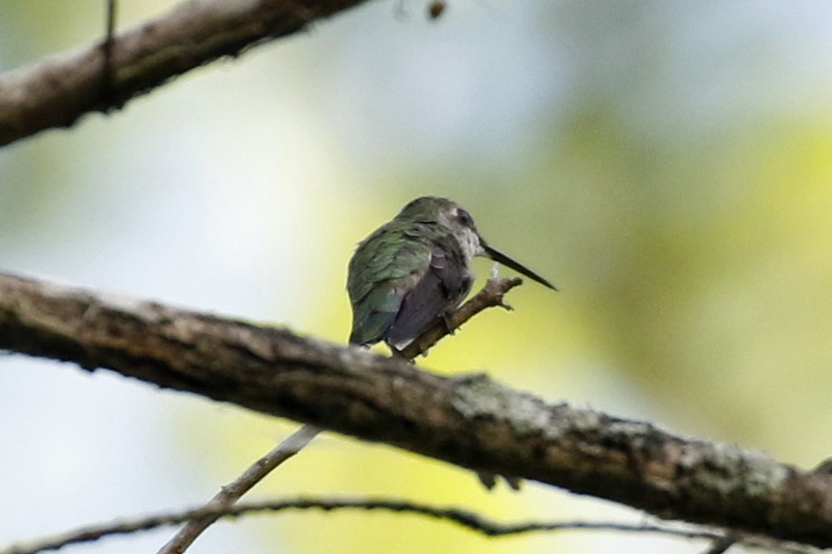 Ruby-throated Hummingbird - David McQuade