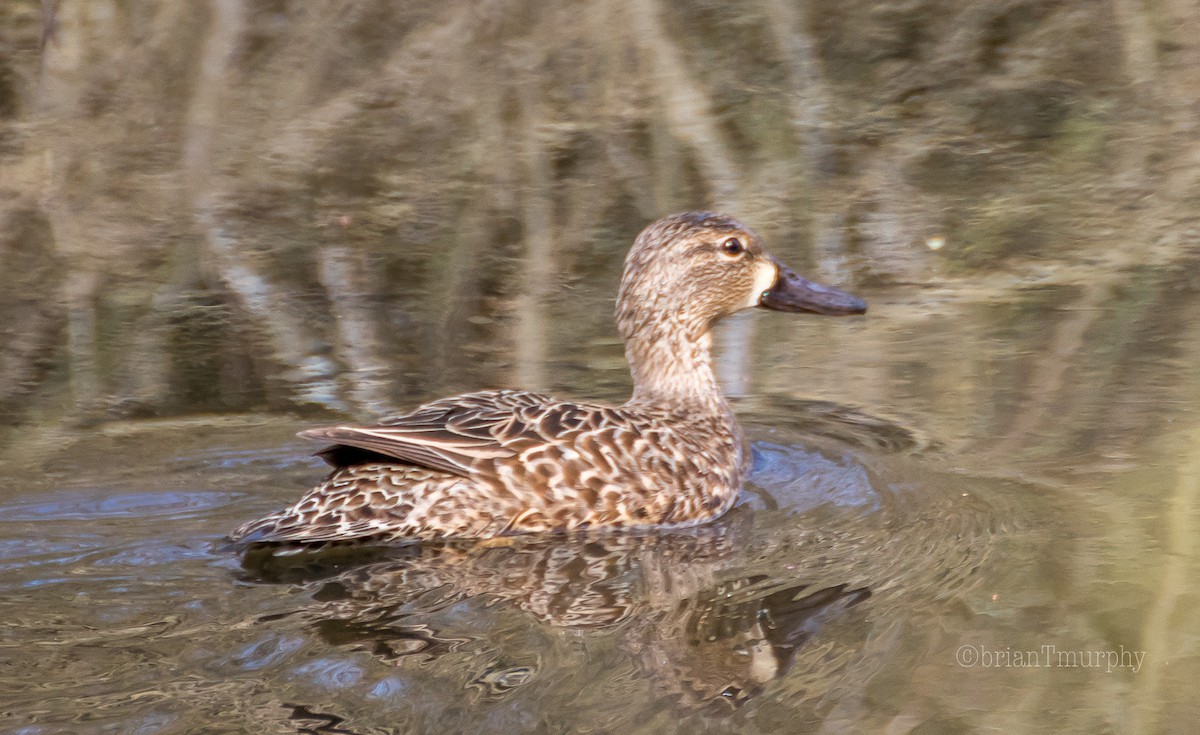 Blue-winged Teal - ML92108631